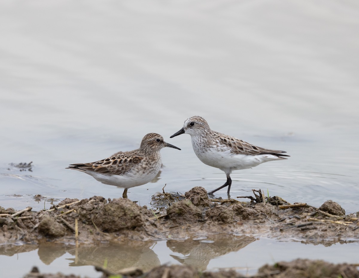 Least Sandpiper - ML635947165