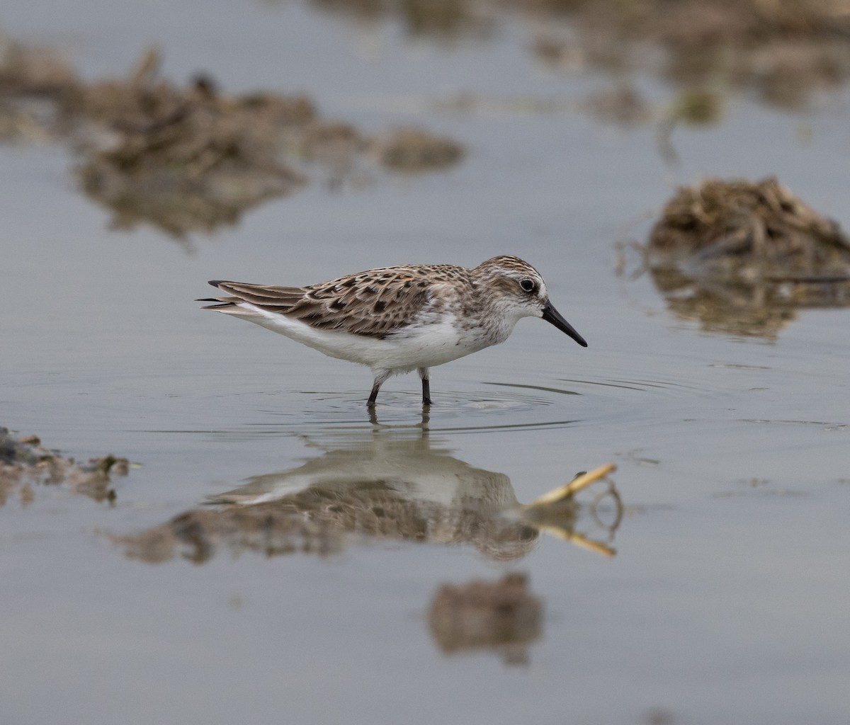 Semipalmated Sandpiper - ML635947248