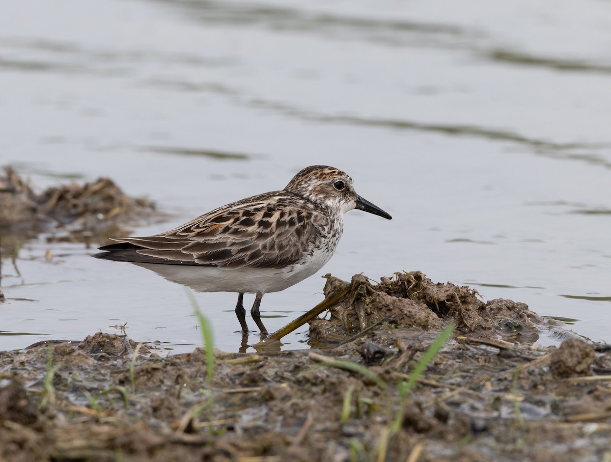 Semipalmated Sandpiper - ML635947250