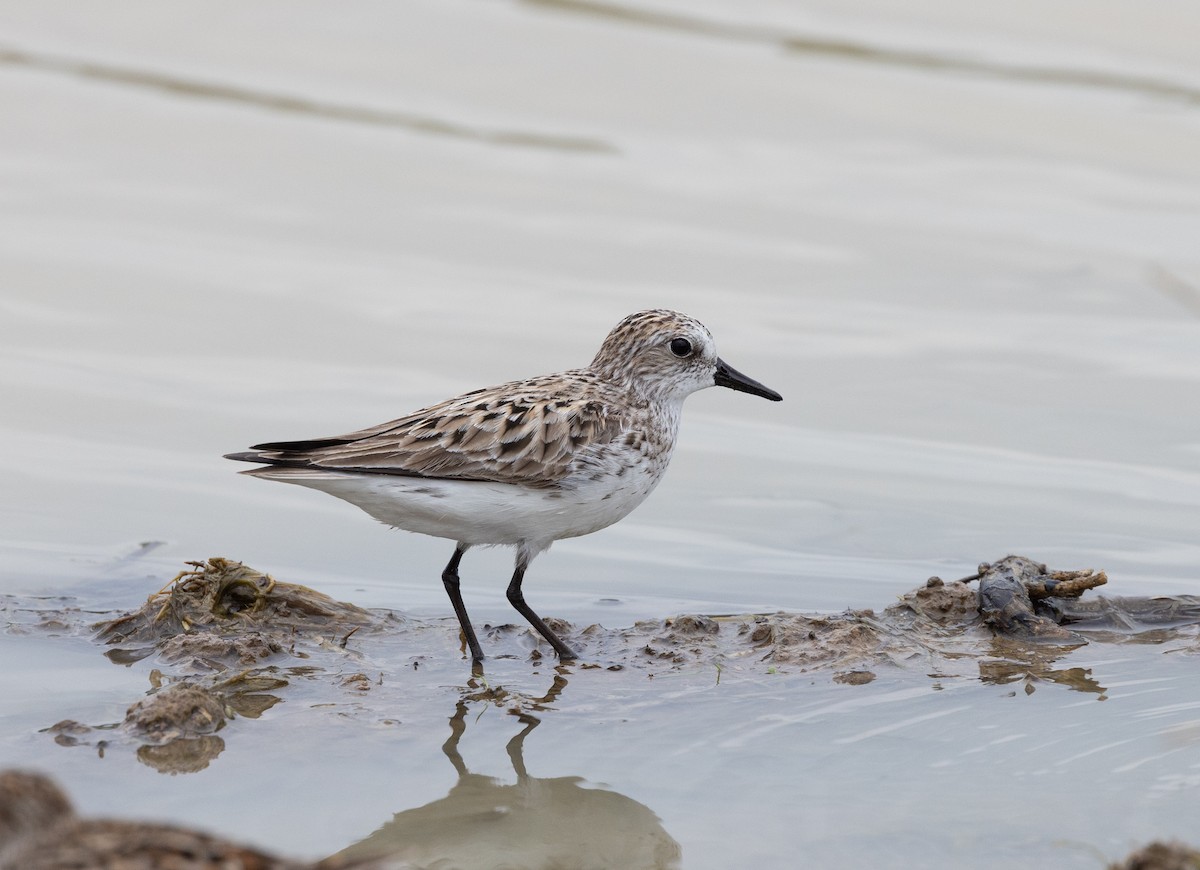Semipalmated Sandpiper - ML635947251