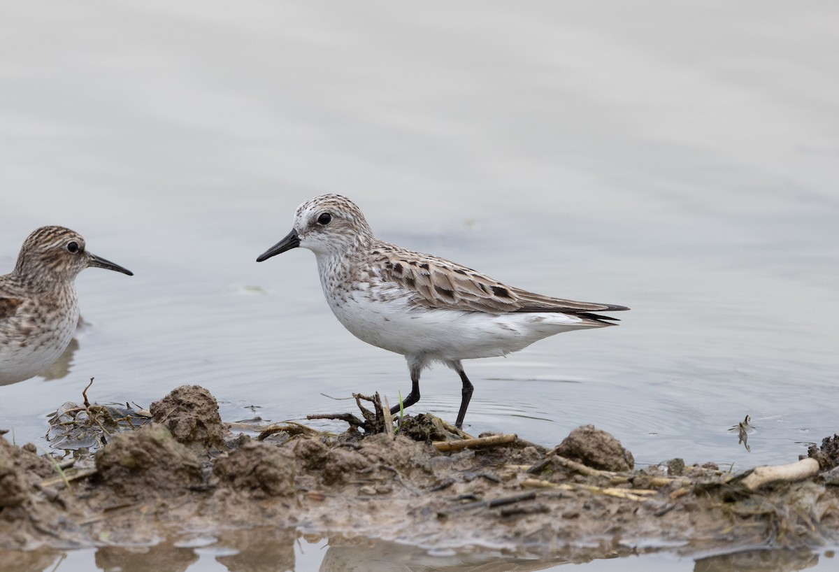 Semipalmated Sandpiper - ML635947252