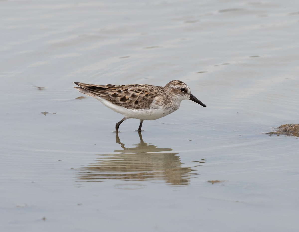 Semipalmated Sandpiper - ML635947258