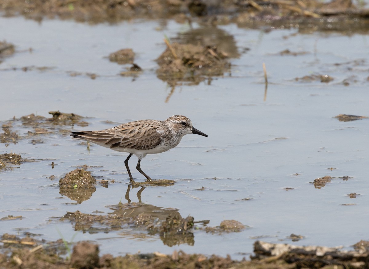 Semipalmated Sandpiper - ML635947260