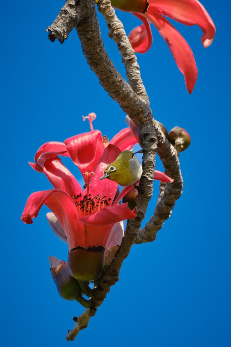 斯氏繡眼(綠繡眼) - ML635947307