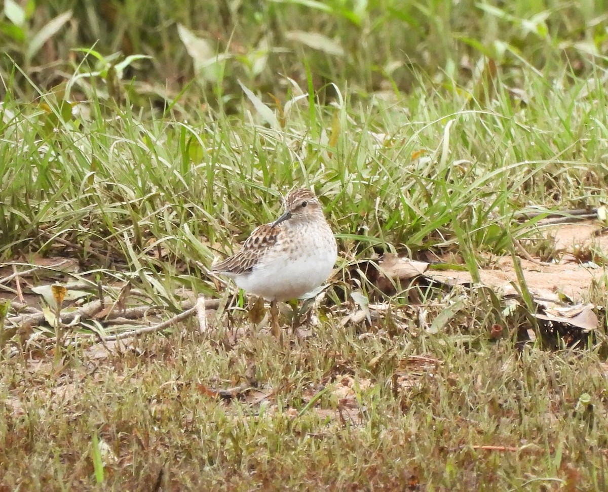 Least Sandpiper - ML635947662