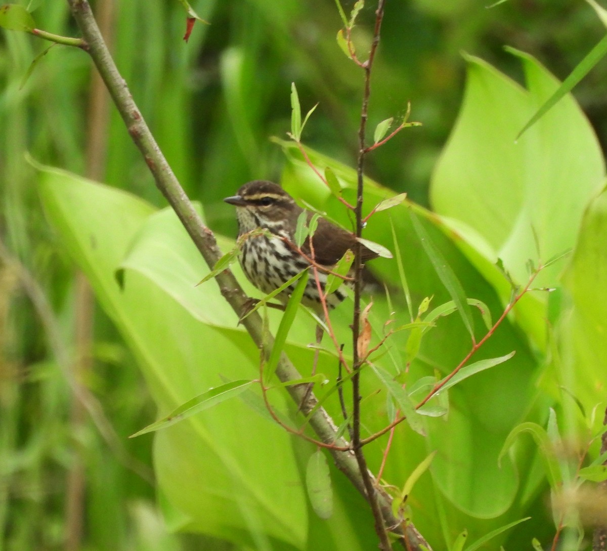 Northern Waterthrush - ML635947684
