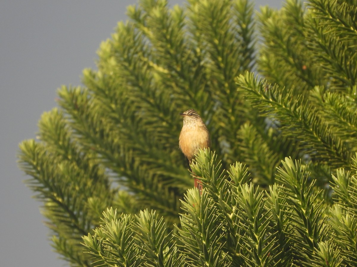 Araucaria Tit-Spinetail - ML635947820