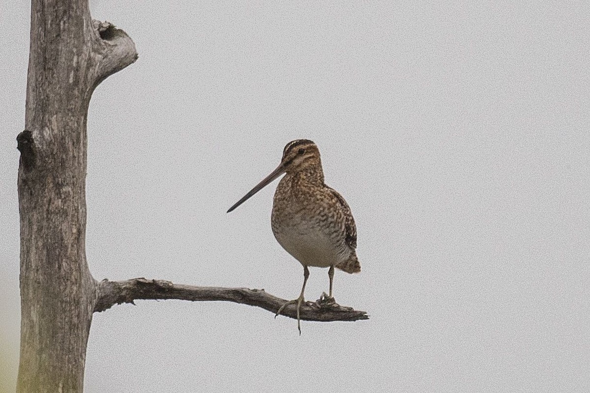 Wilson's Snipe - ML635947931