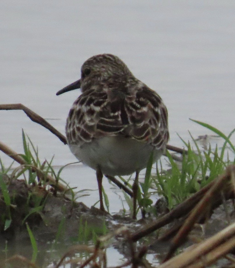 Least Sandpiper - ML635947940
