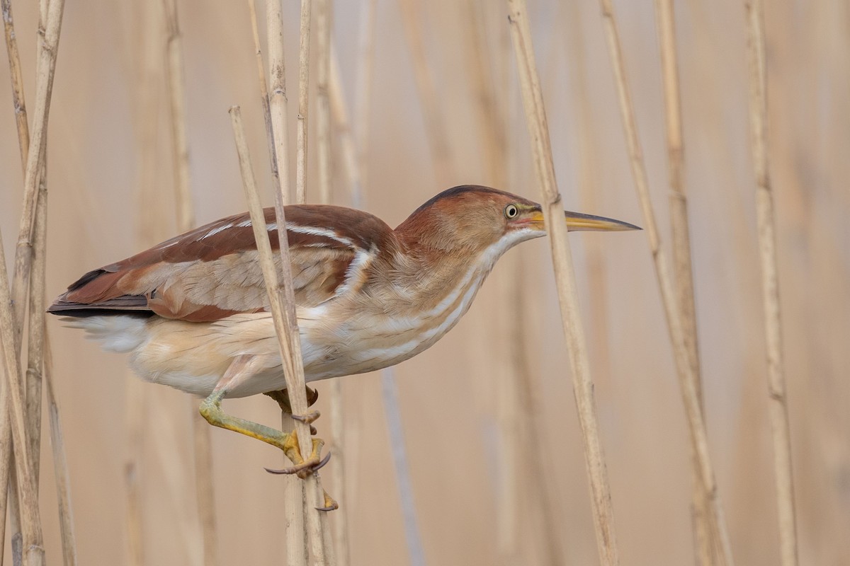 Least Bittern - ML635947943