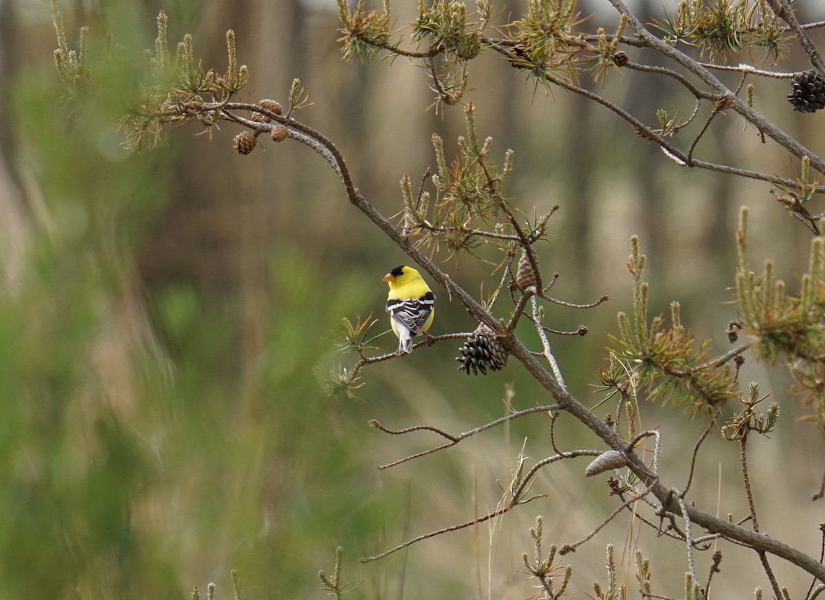 American Goldfinch - ML635947944