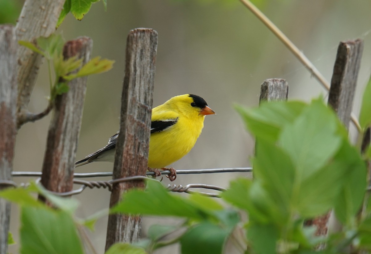 American Goldfinch - ML635947945