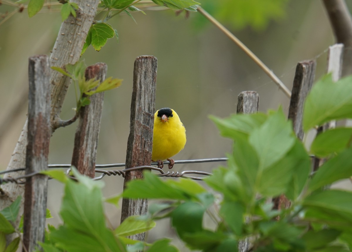 American Goldfinch - ML635947946