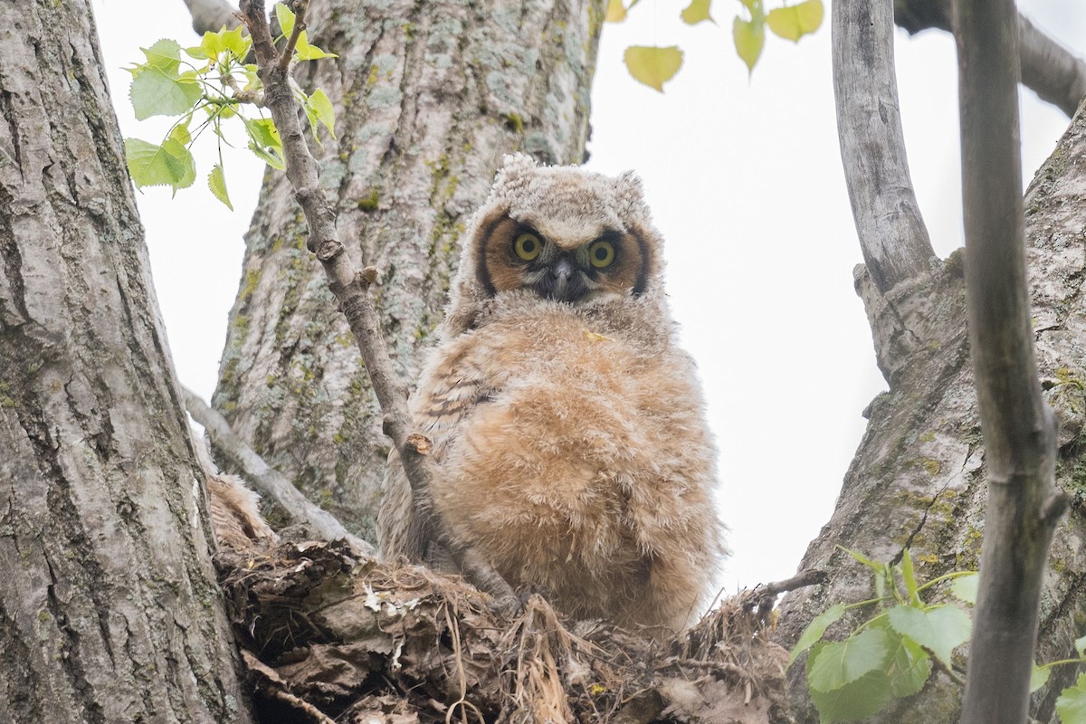 Great Horned Owl - ML635947957