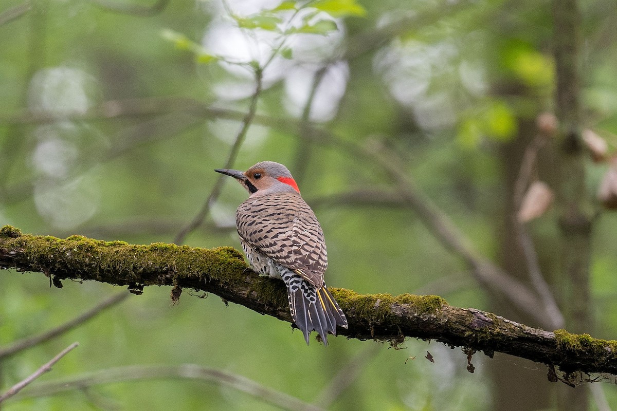 Northern Flicker - ML635947977