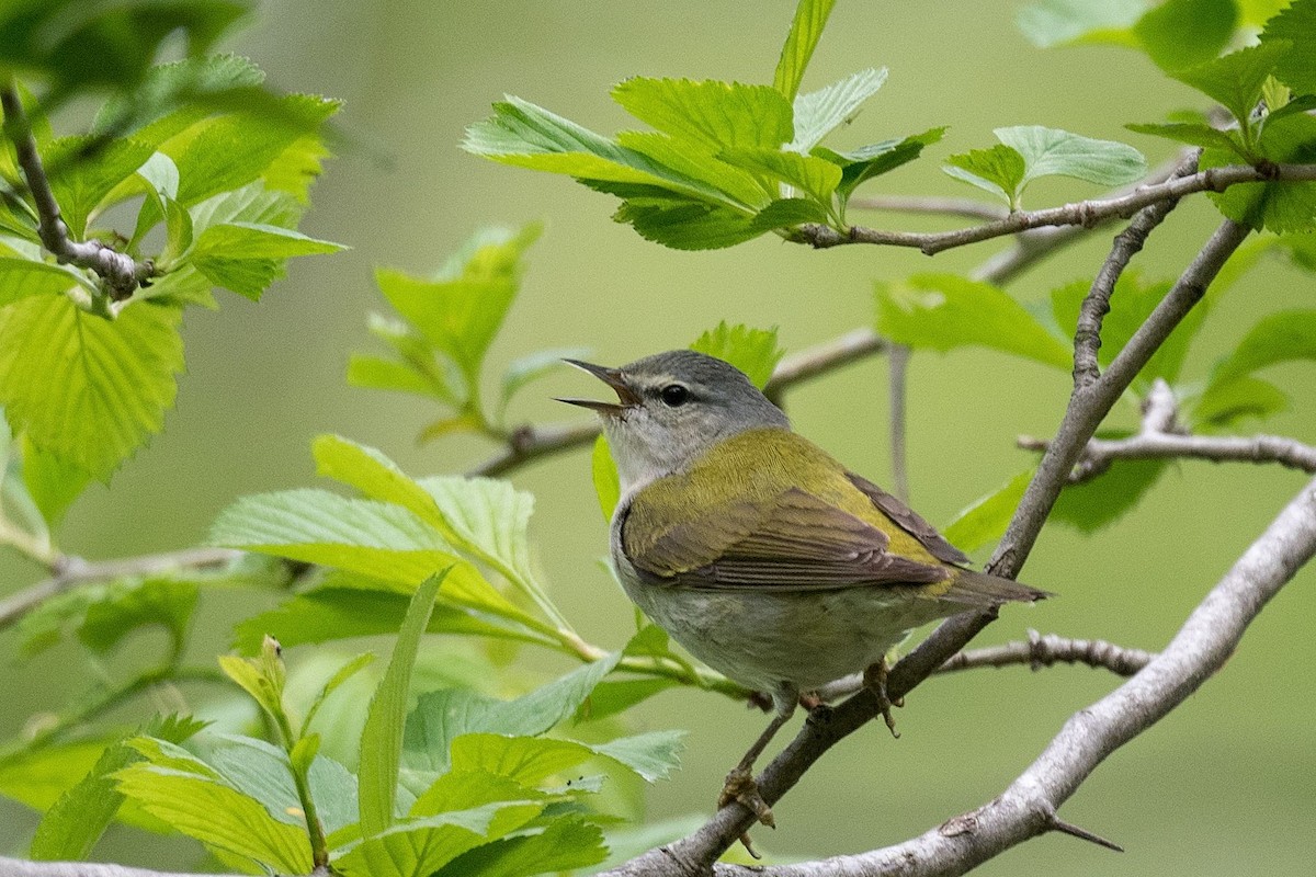 Tennessee Warbler - ML635948008