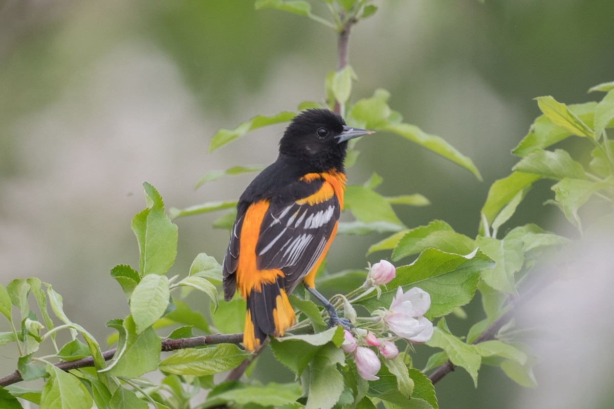 Baltimore Oriole - ML635948018
