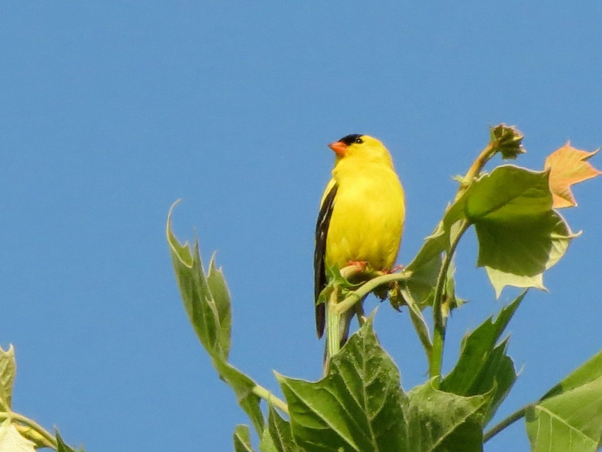 American Goldfinch - ML635948175
