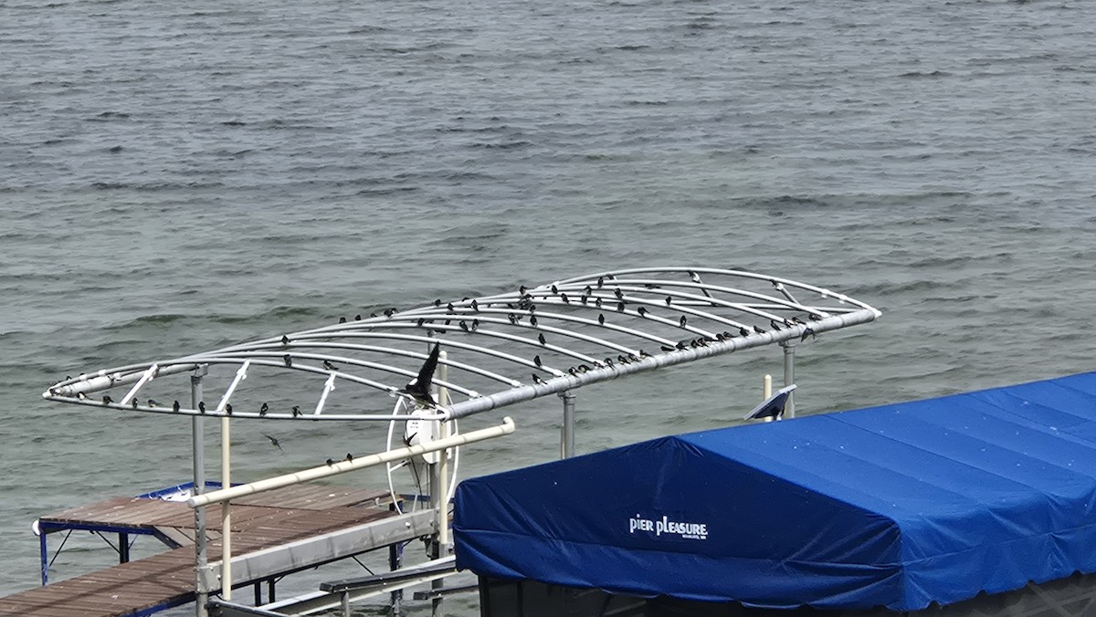 Barn Swallow - ML635948207