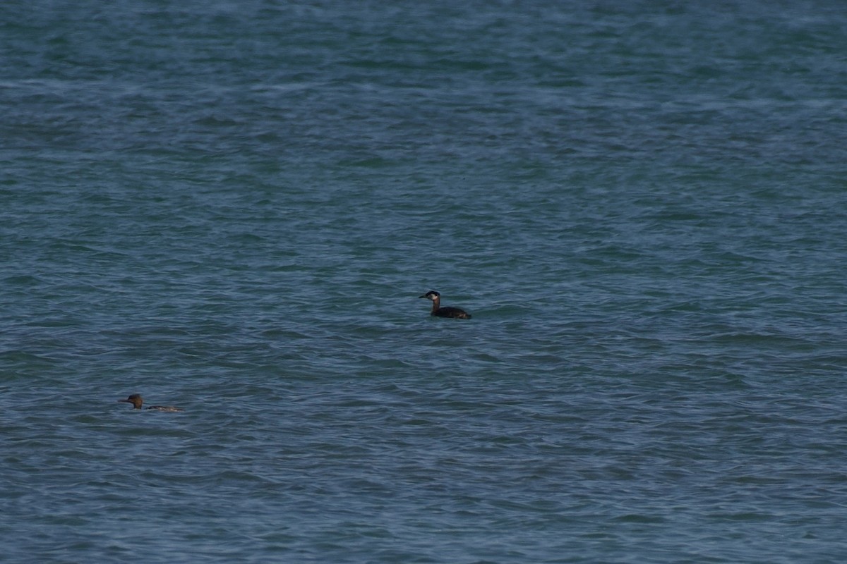 Red-necked Grebe - ML635948291