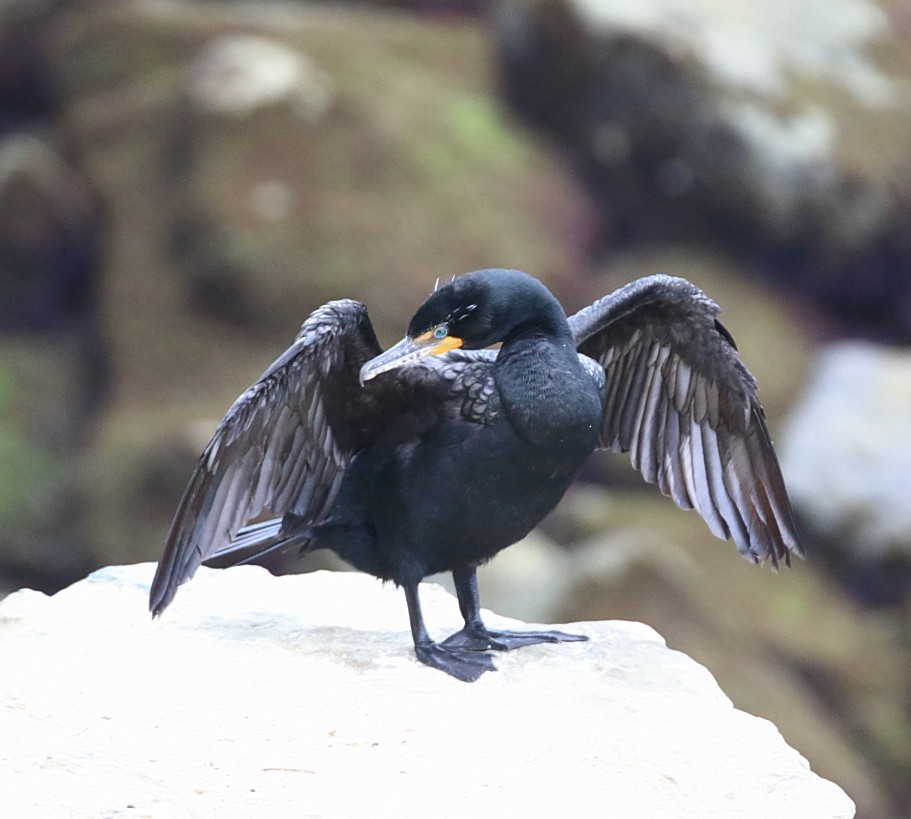 Double-crested Cormorant - ML635948296