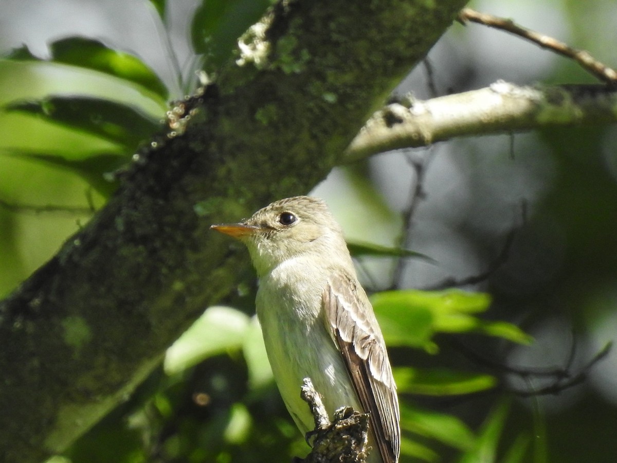Eastern Wood-Pewee - ML635948320