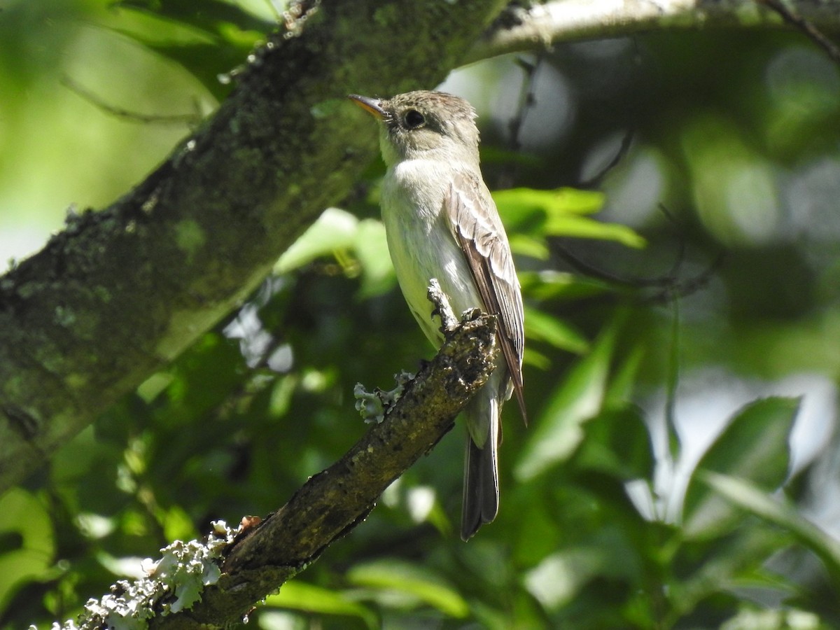 Eastern Wood-Pewee - ML635948321