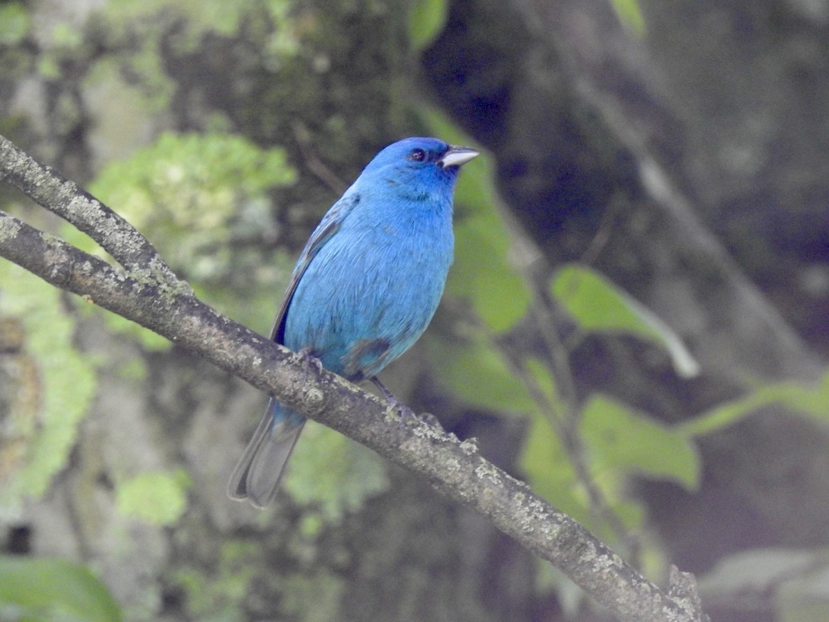 Indigo Bunting - ML635948335