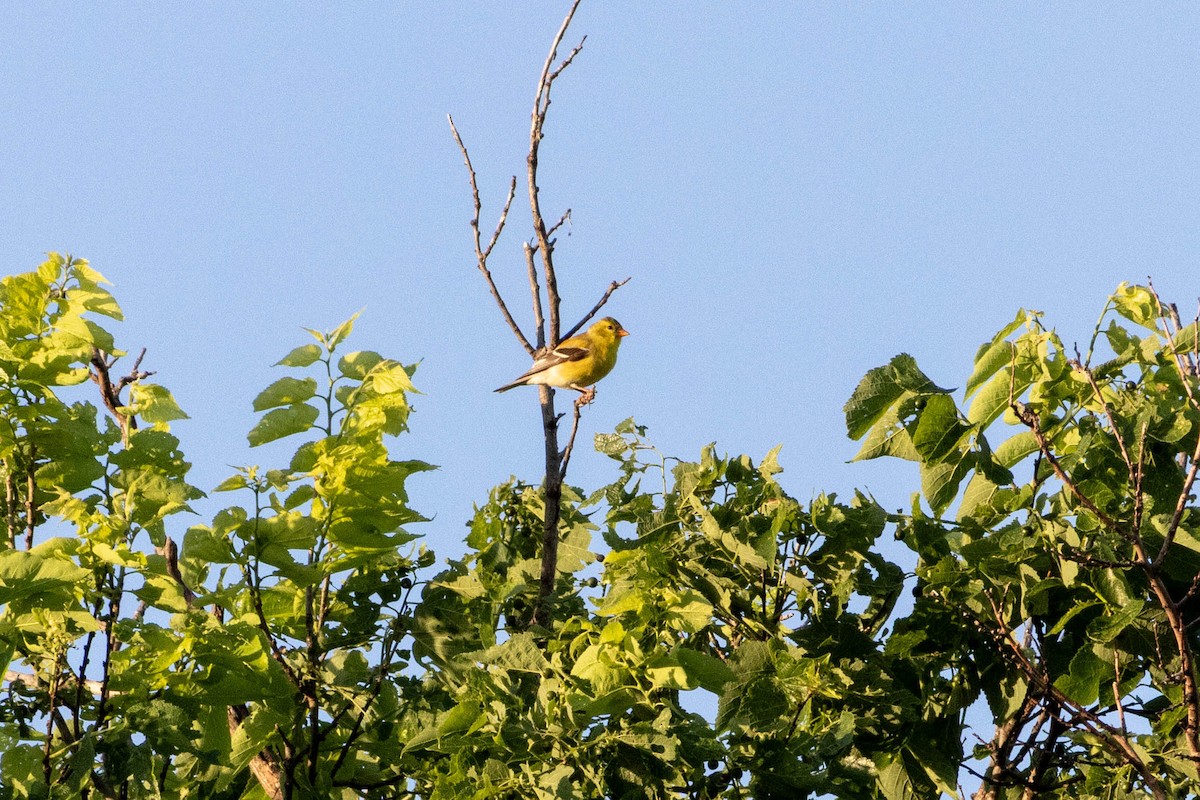 American Goldfinch - ML635948355