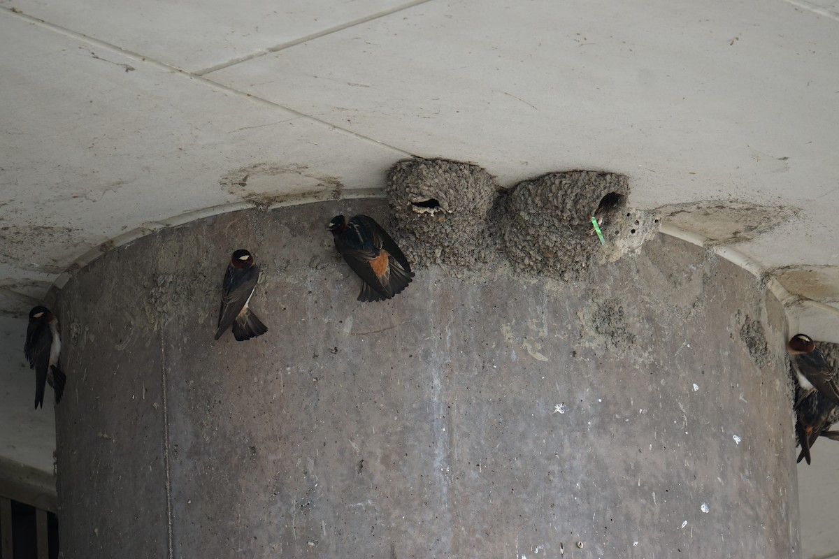 Cliff Swallow - ML635948386