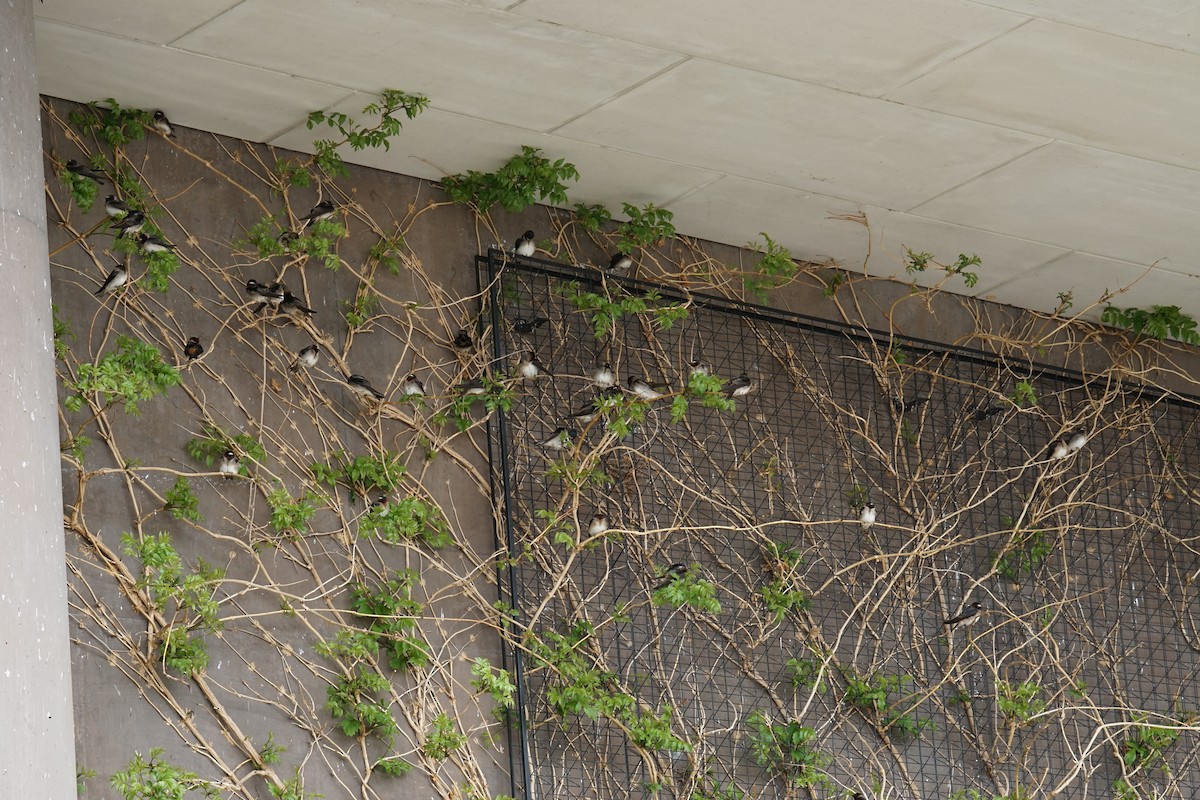Cliff Swallow - ML635948388