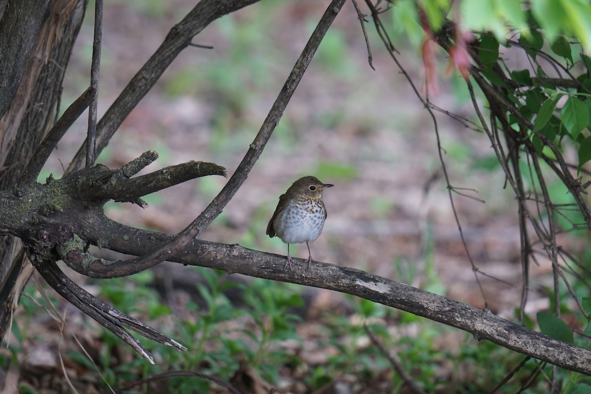 Swainson's Thrush - ML635948430