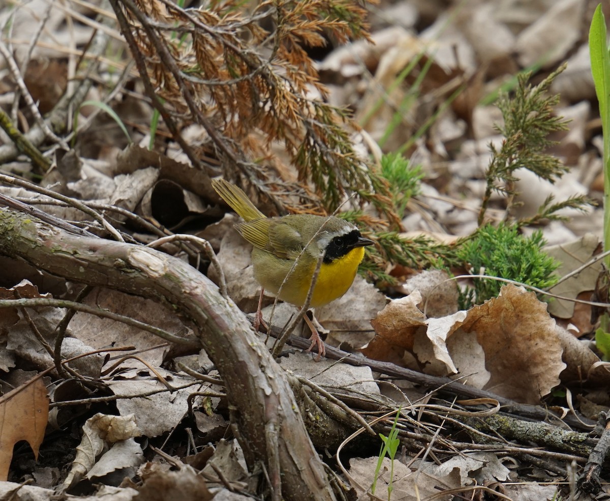 Common Yellowthroat - ML635948511