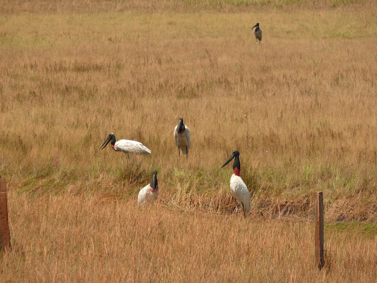 Jabiru - ML635948519