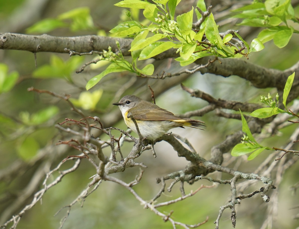 American Redstart - ML635948525