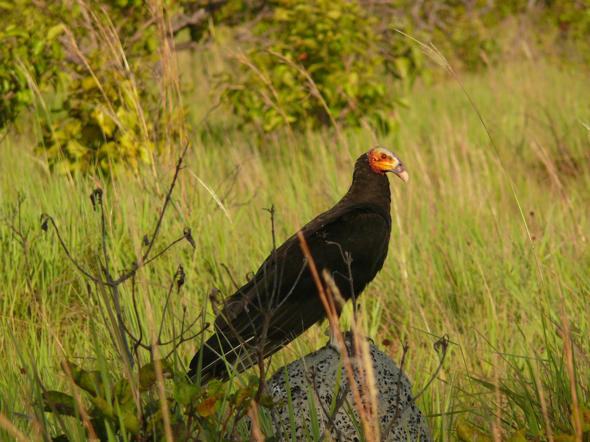 Lesser Yellow-headed Vulture - ML635948529