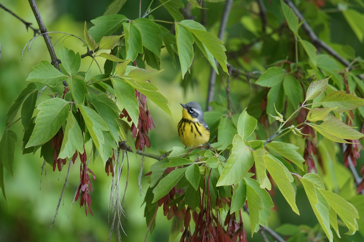 Magnolia Warbler - ML635948533