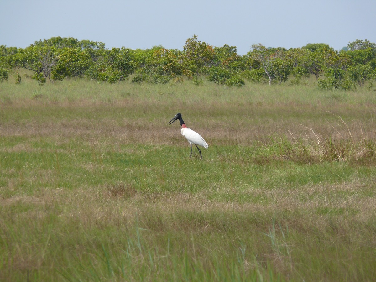 Jabiru - ML635948544