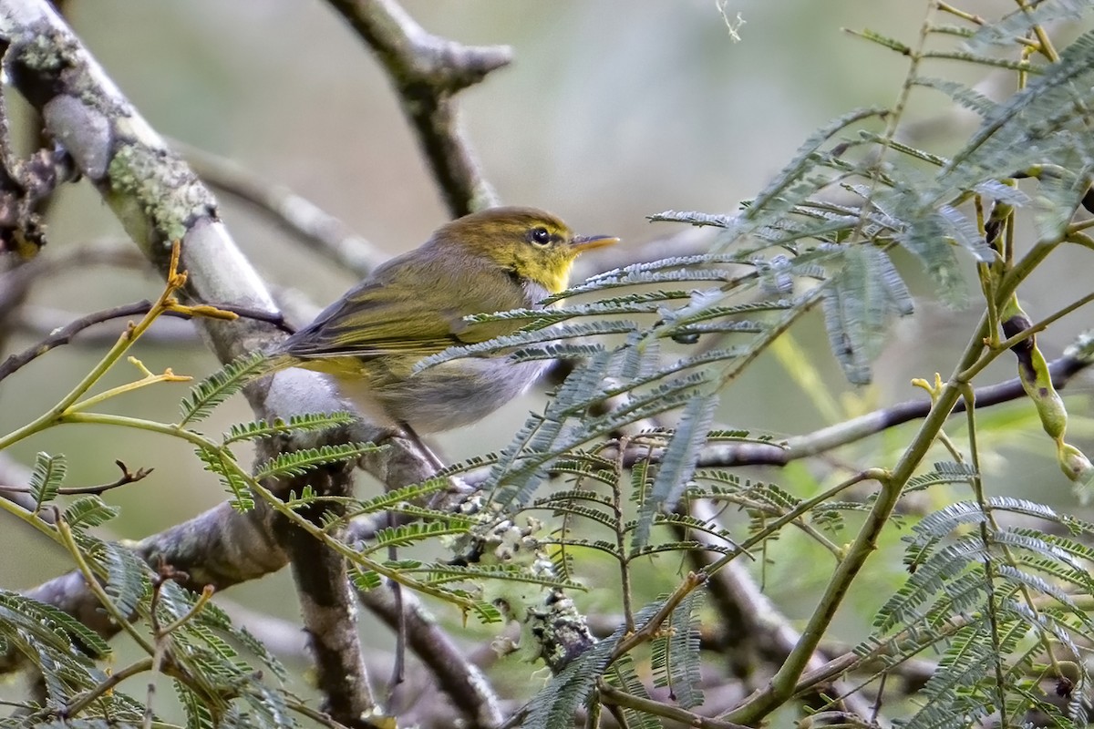 Yellow-throated Woodland-Warbler - ML635948564