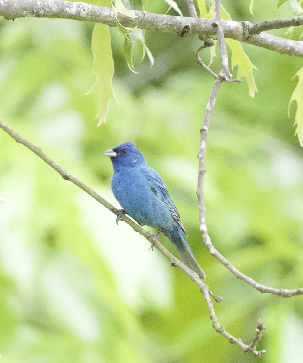 Indigo Bunting - ML635948812