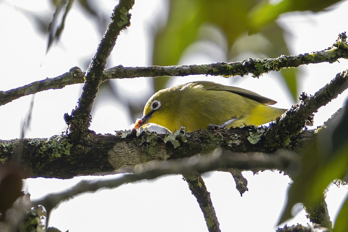 Southern Yellow White-eye - ML635948875
