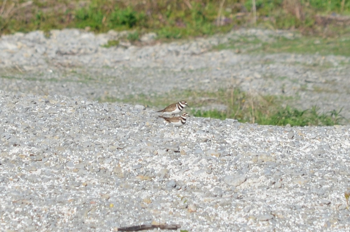 Killdeer - ML635948902