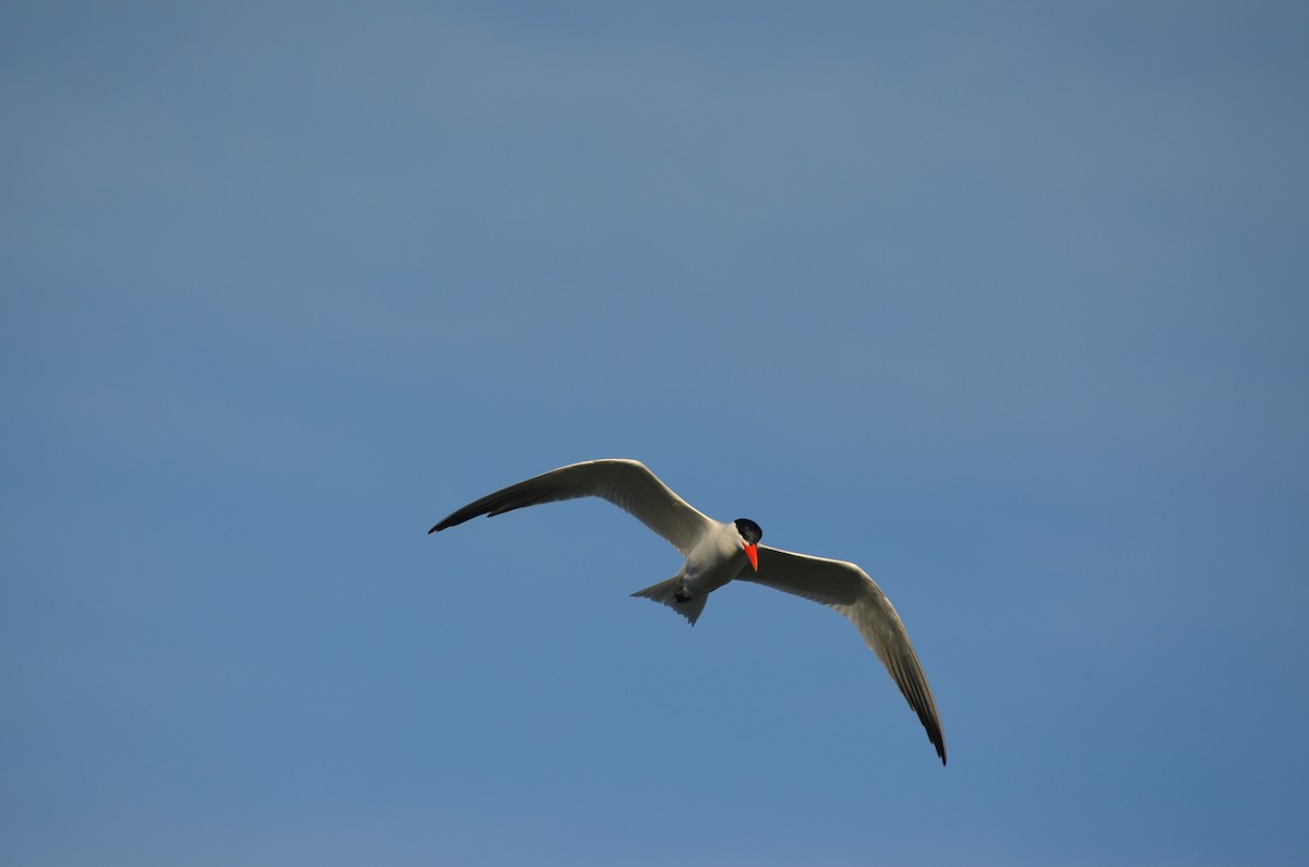Caspian Tern - ML635948944