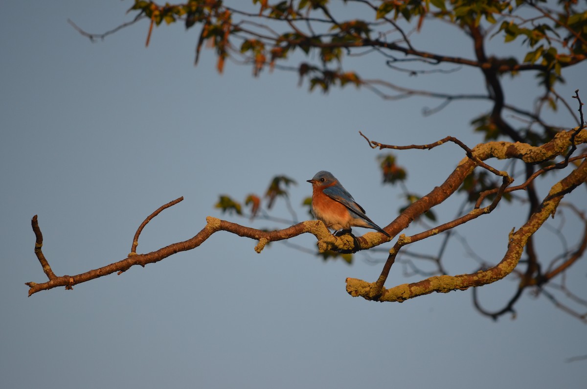 Eastern Bluebird - ML635948964