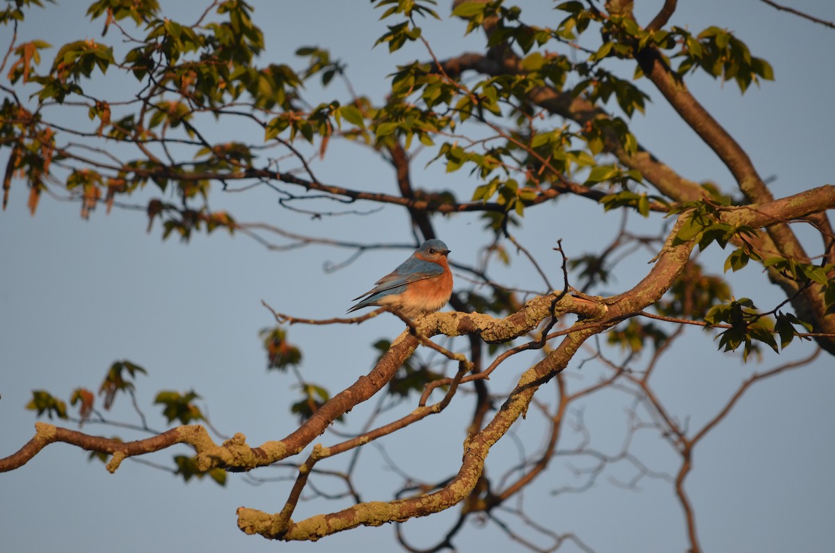 Eastern Bluebird - ML635948965