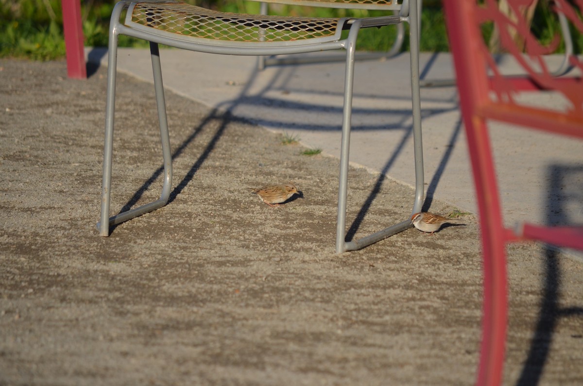 Lincoln's Sparrow - ML635948983