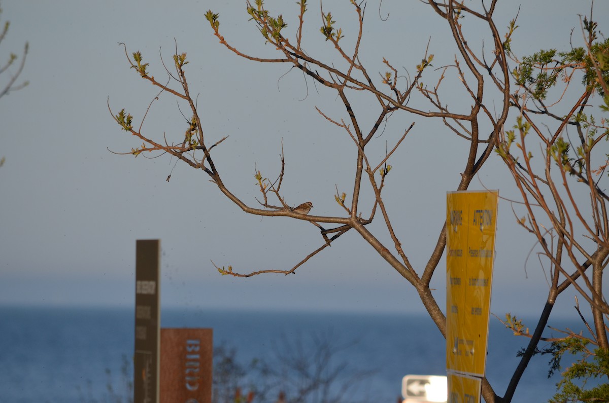 Chipping Sparrow - ML635949004