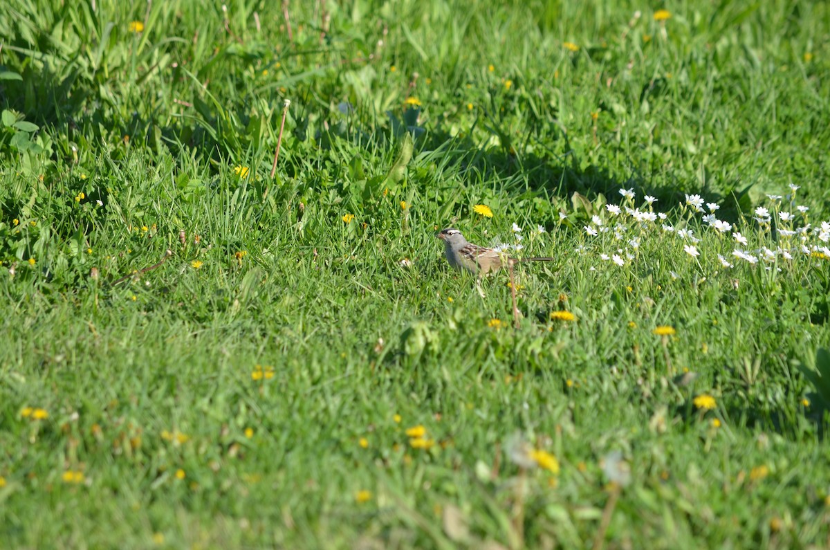 White-crowned Sparrow - ML635949018