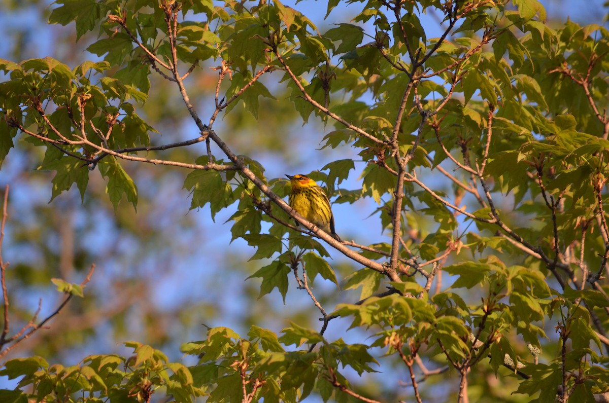 Cape May Warbler - ML635949032