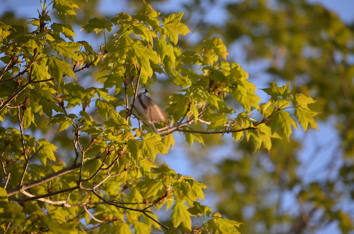 Chestnut-sided Warbler - ML635949082